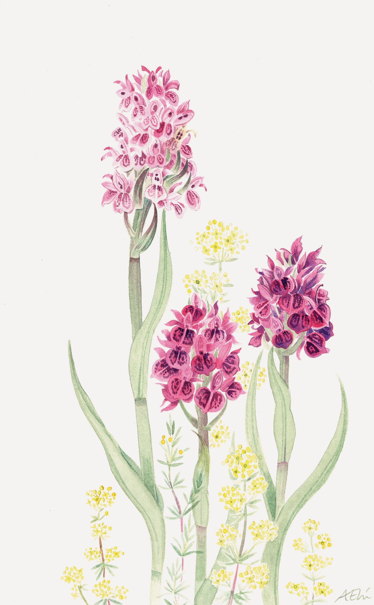 Orchids and Bedstraw – watercolour by Angie Lewin