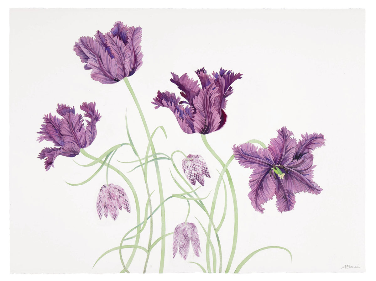 Parrot Tulips and Fritillaries – watercolour by Angie Lewin