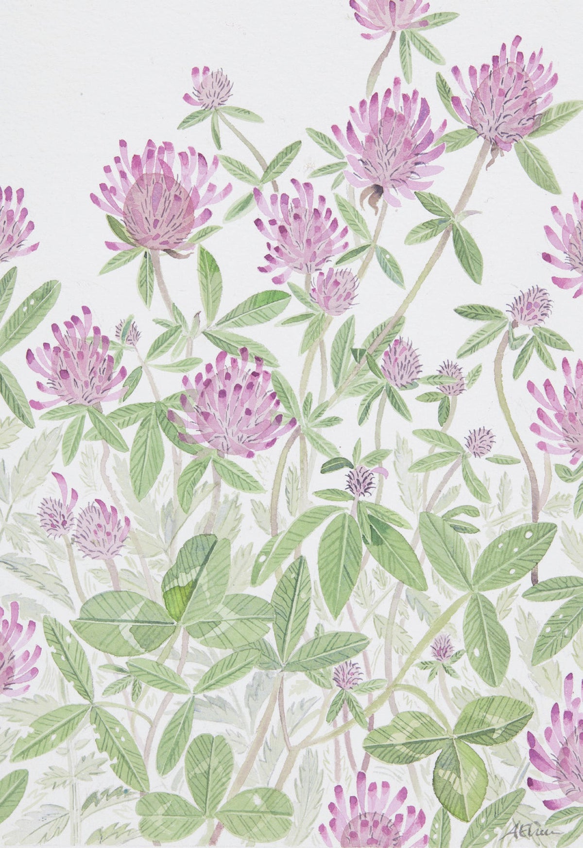Red Clover, Knockintorran – watercolour by Angie Lewin