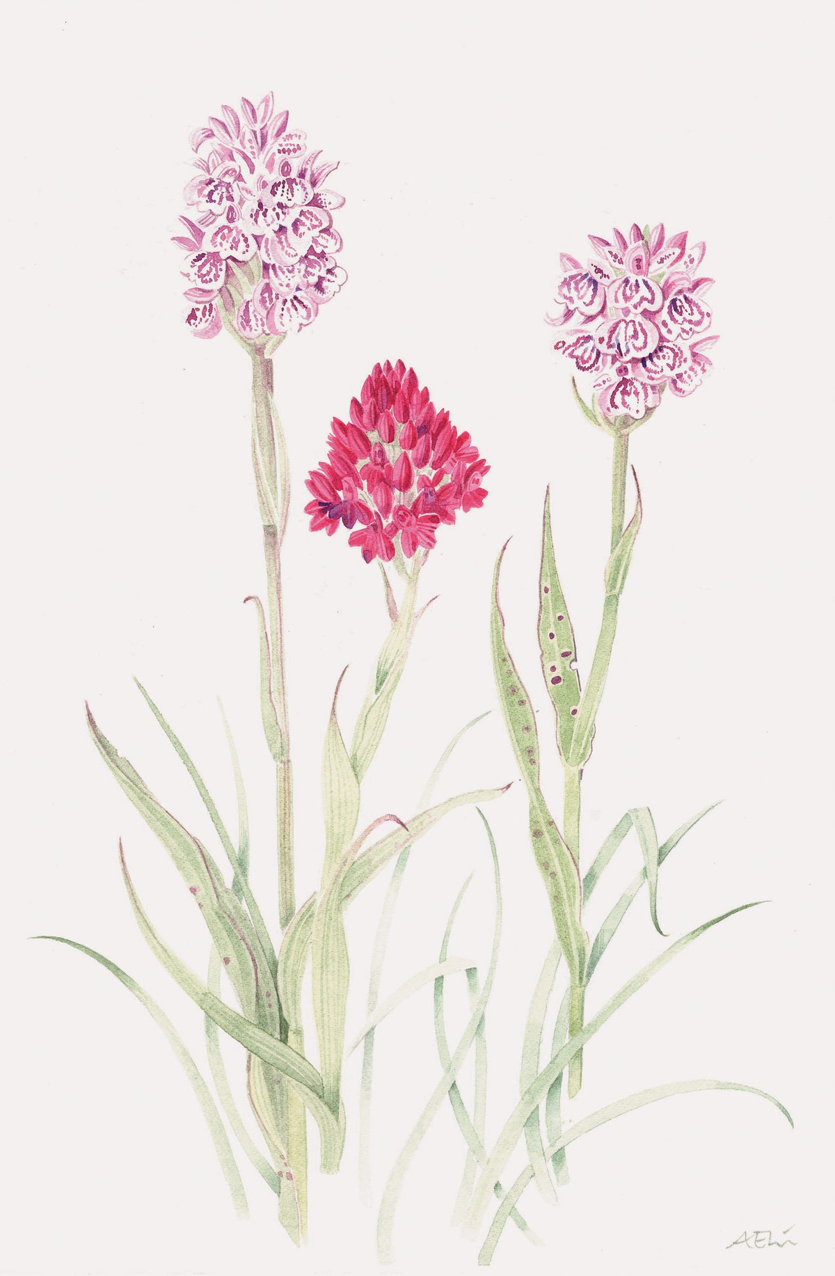 Three Orchids – watercolour by Angie Lewin