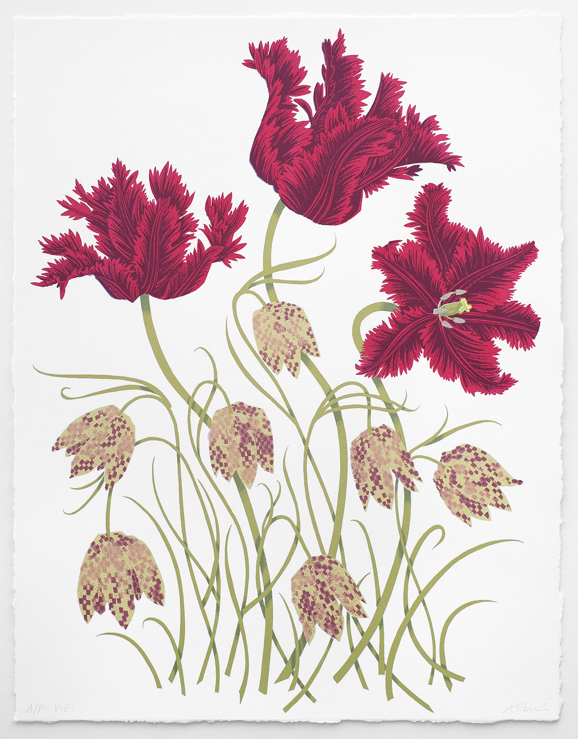 Tulips and Fritillaries A/P of 30
