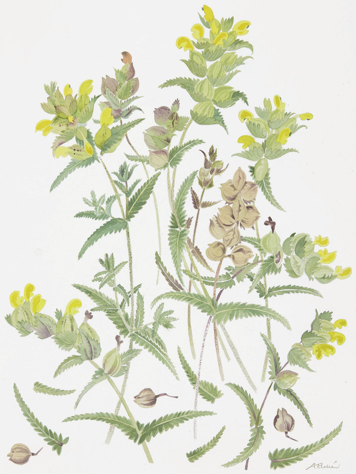 Yellow Rattle, Knockintorran – watercolour by Angie Lewin