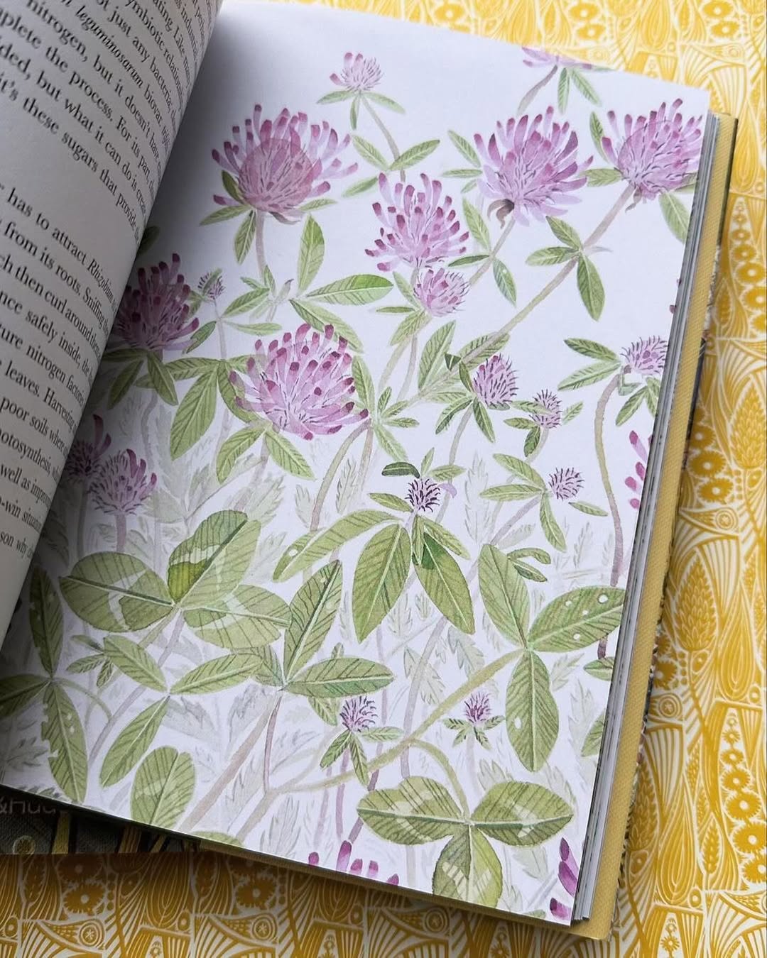 The Book of Wild Flowers - Angie Lewin - printmaker and painter