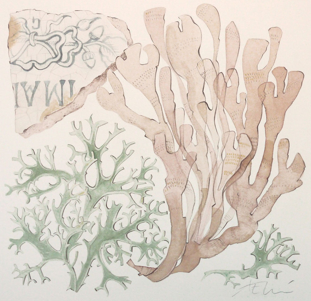 Lichen, Seaweed and Marmalade Pot - Angie Lewin - printmaker and painter