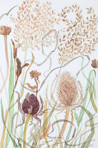 Meadow Grasses with Teasel