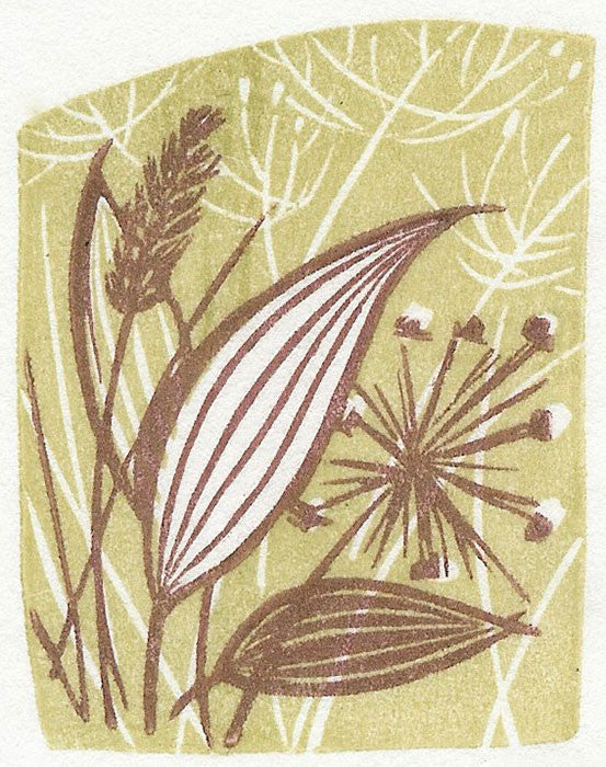 Plantain, wood engraving by Angie Lewin