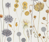 Tuscan and Umbrian Seedheads, La Cavière - Angie Lewin - printmaker and painter