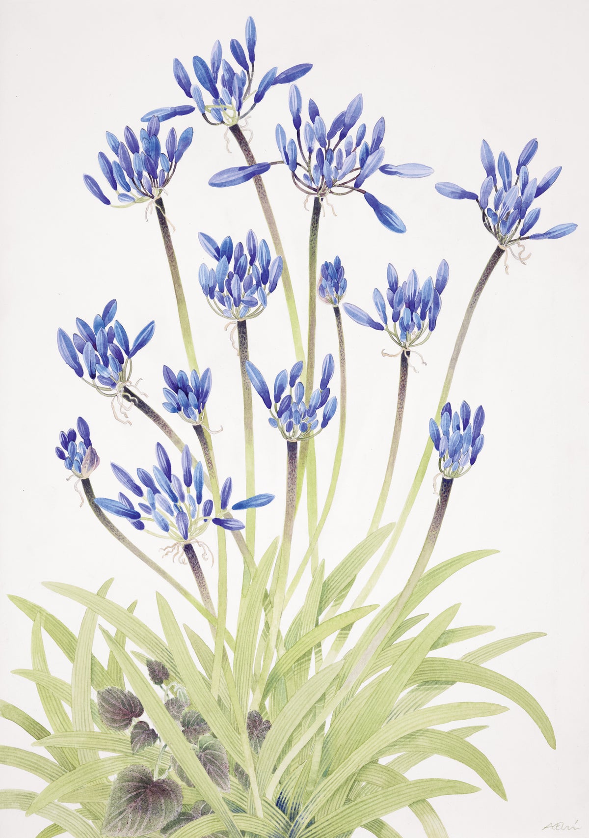 Agapanthus and Viola – watercolour by Angie Lewin