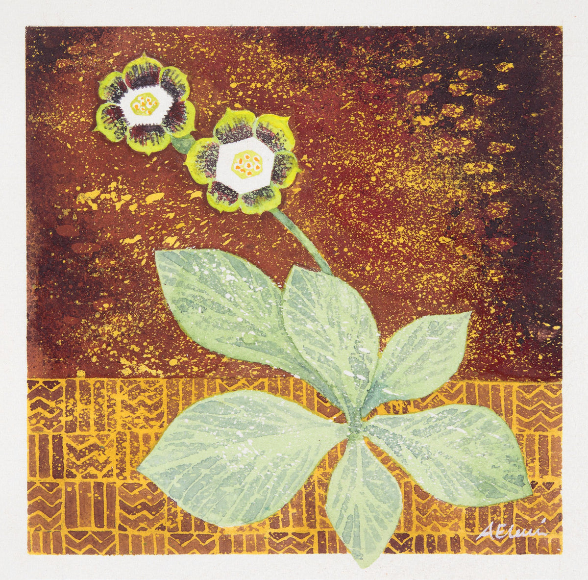 Auricula Green Edge – watercolour by Angie Lewin