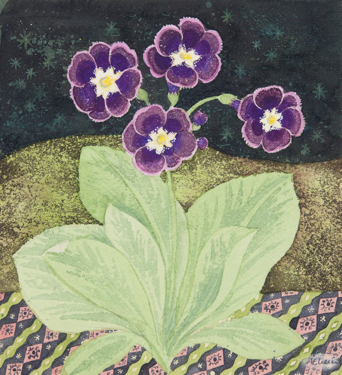 Auricula, Night Sky – watercolour by Angie Lewin
