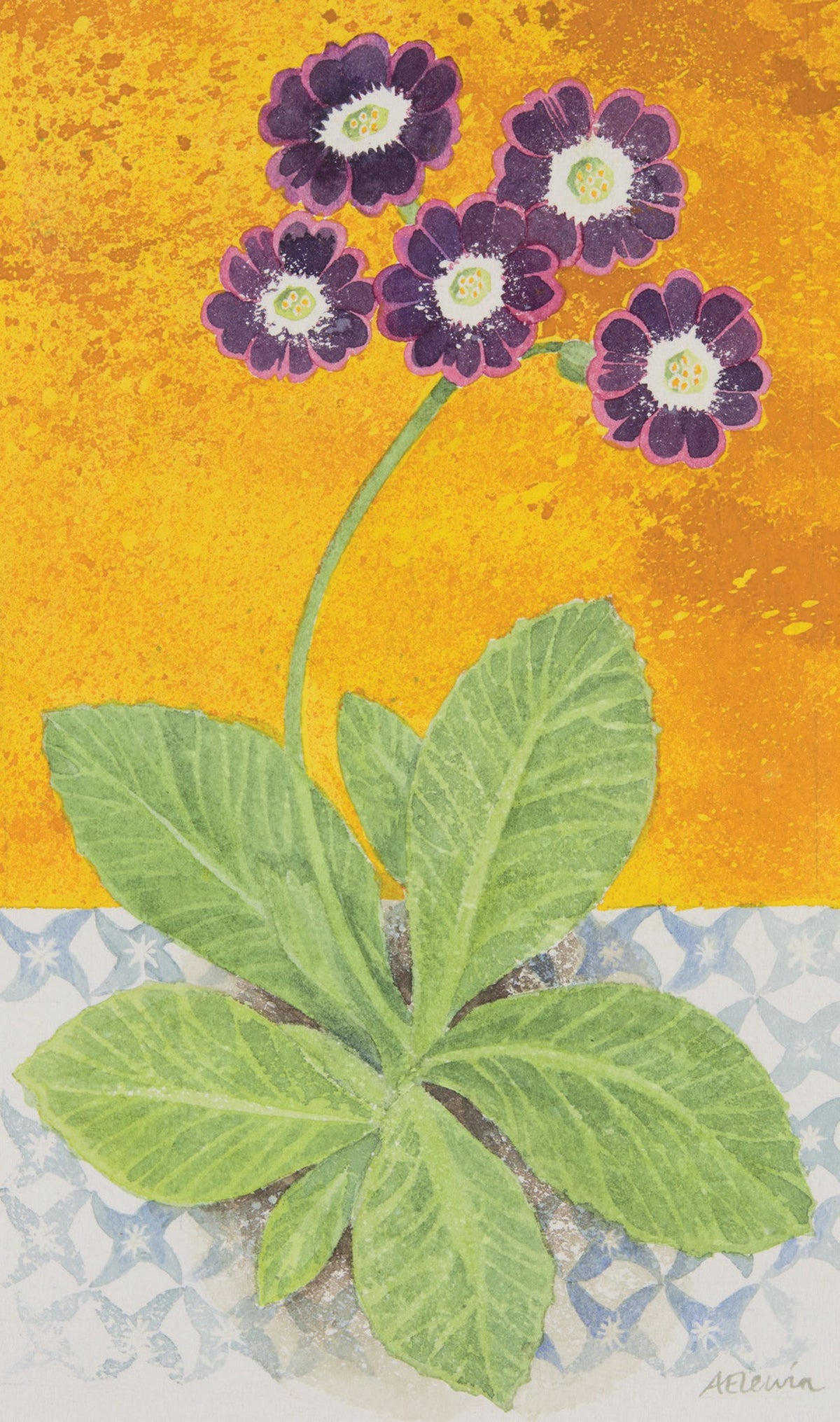 Auricula Pink and Gold – watercolour by Angie Lewin