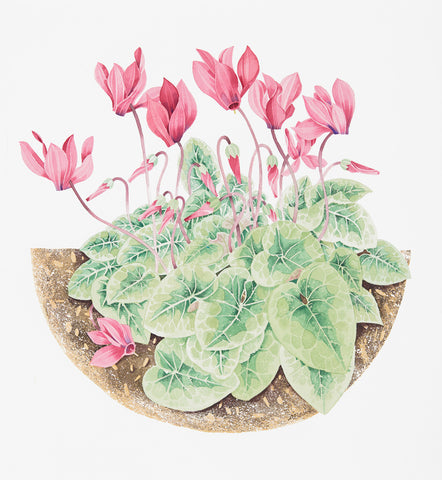 Cyclamen