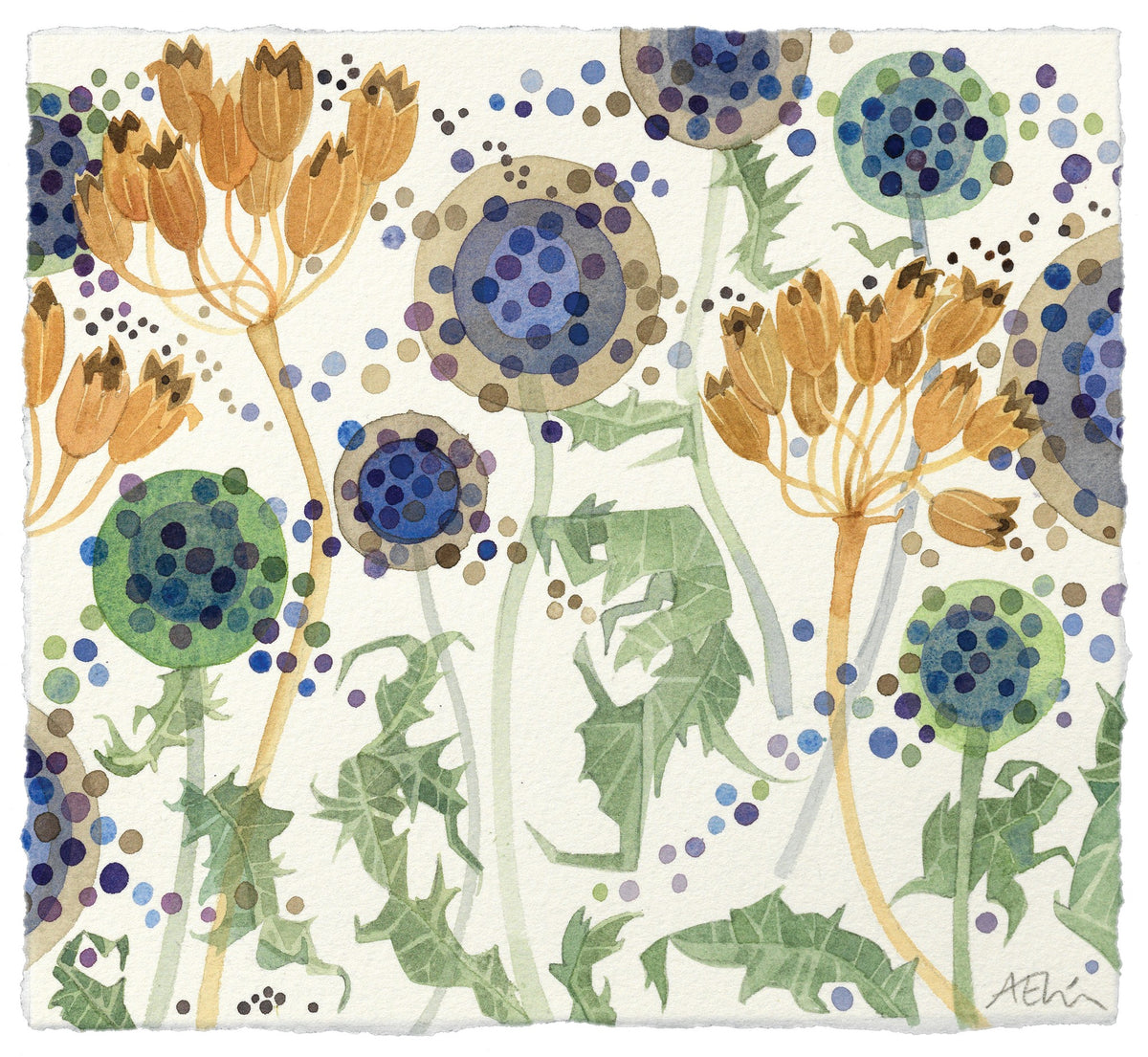 Echinops and Primula – watercolour by Angie Lewin