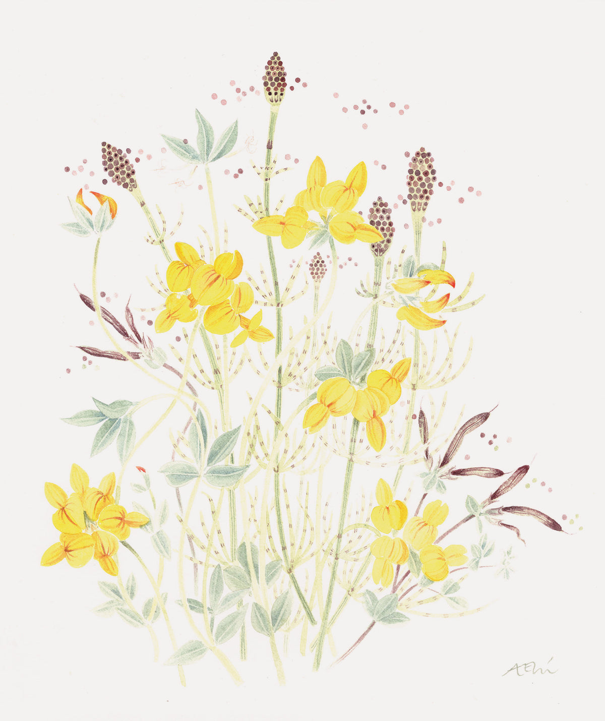 Horsetail and Vetch – watercolour by Angie Lewin