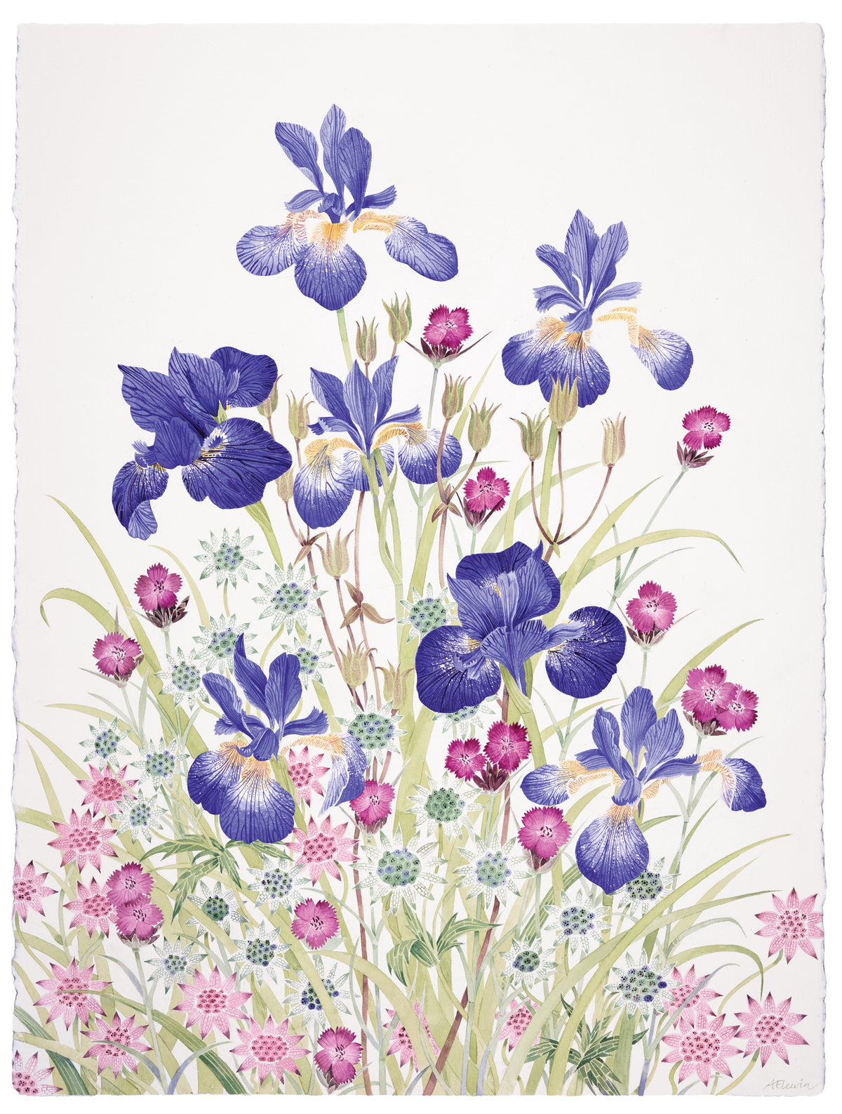 Iris, Astrantia and Pinks – watercolour by Angie Lewin