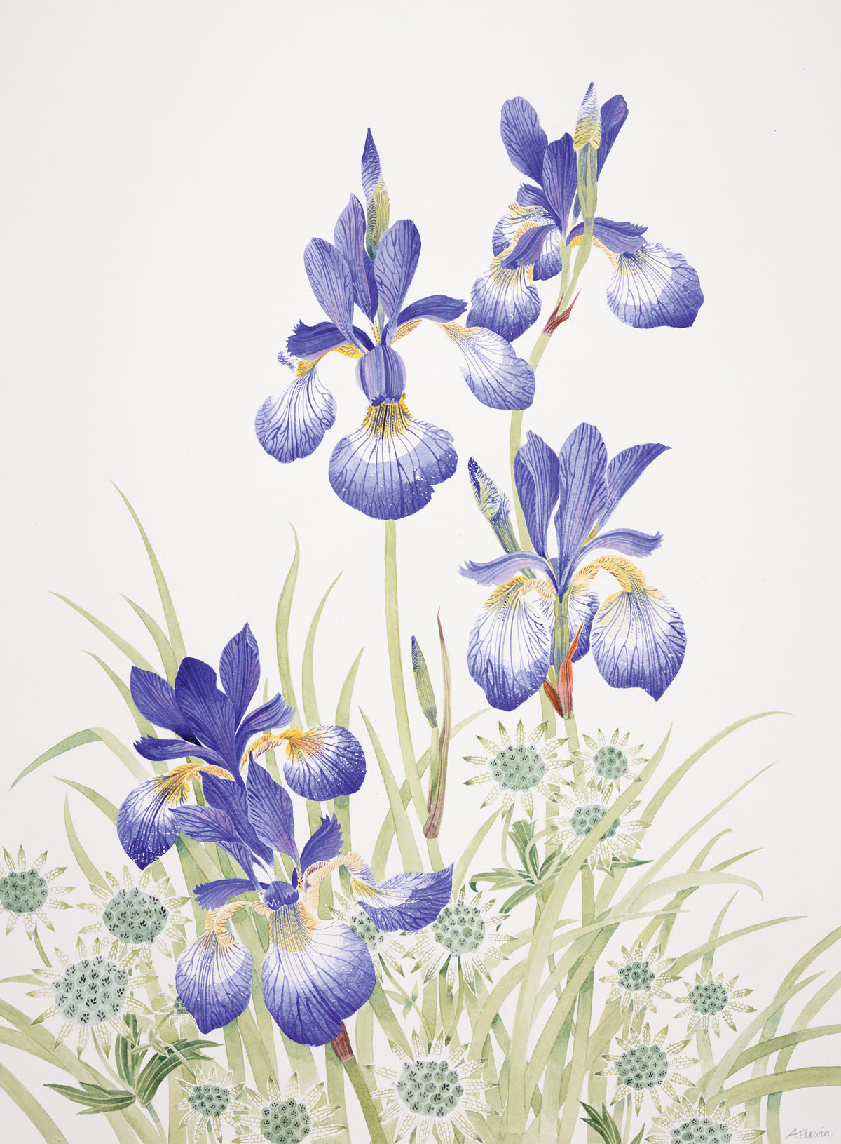 Iris and Astrantia – watercolour by Angie Lewin