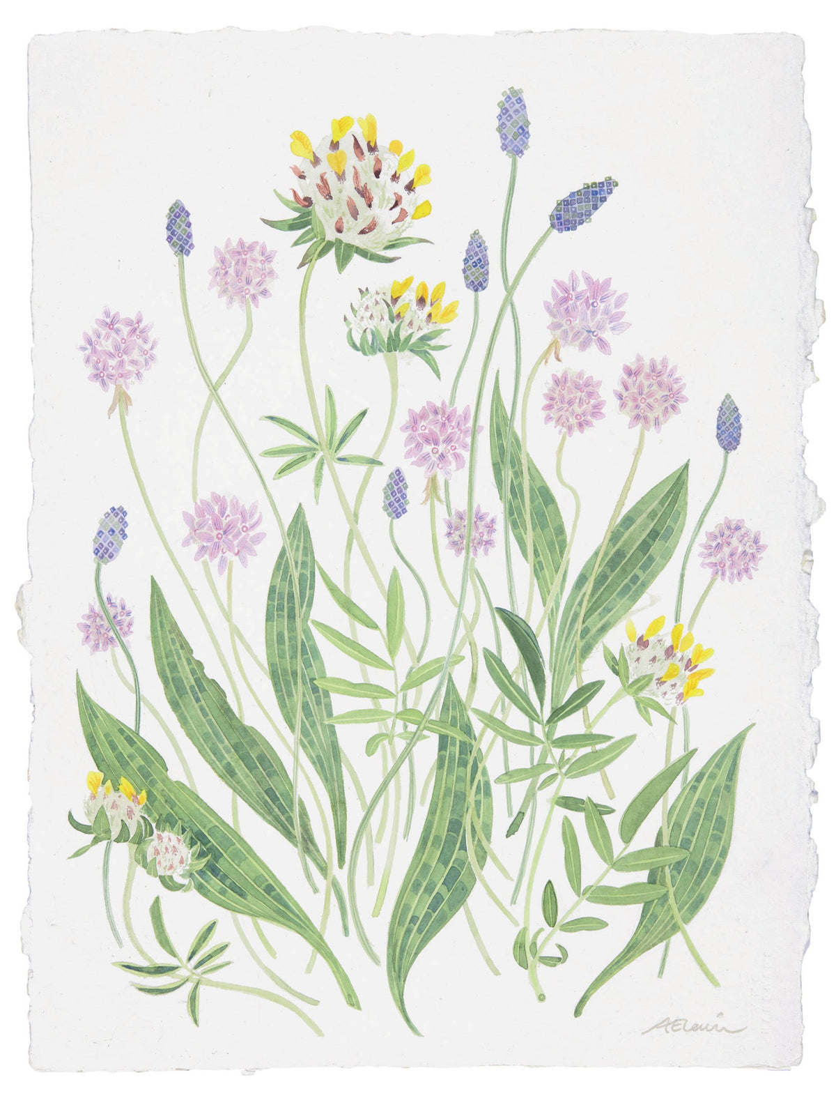 Machair Study with Kidney Vetch – watercolour by Angie Lewin