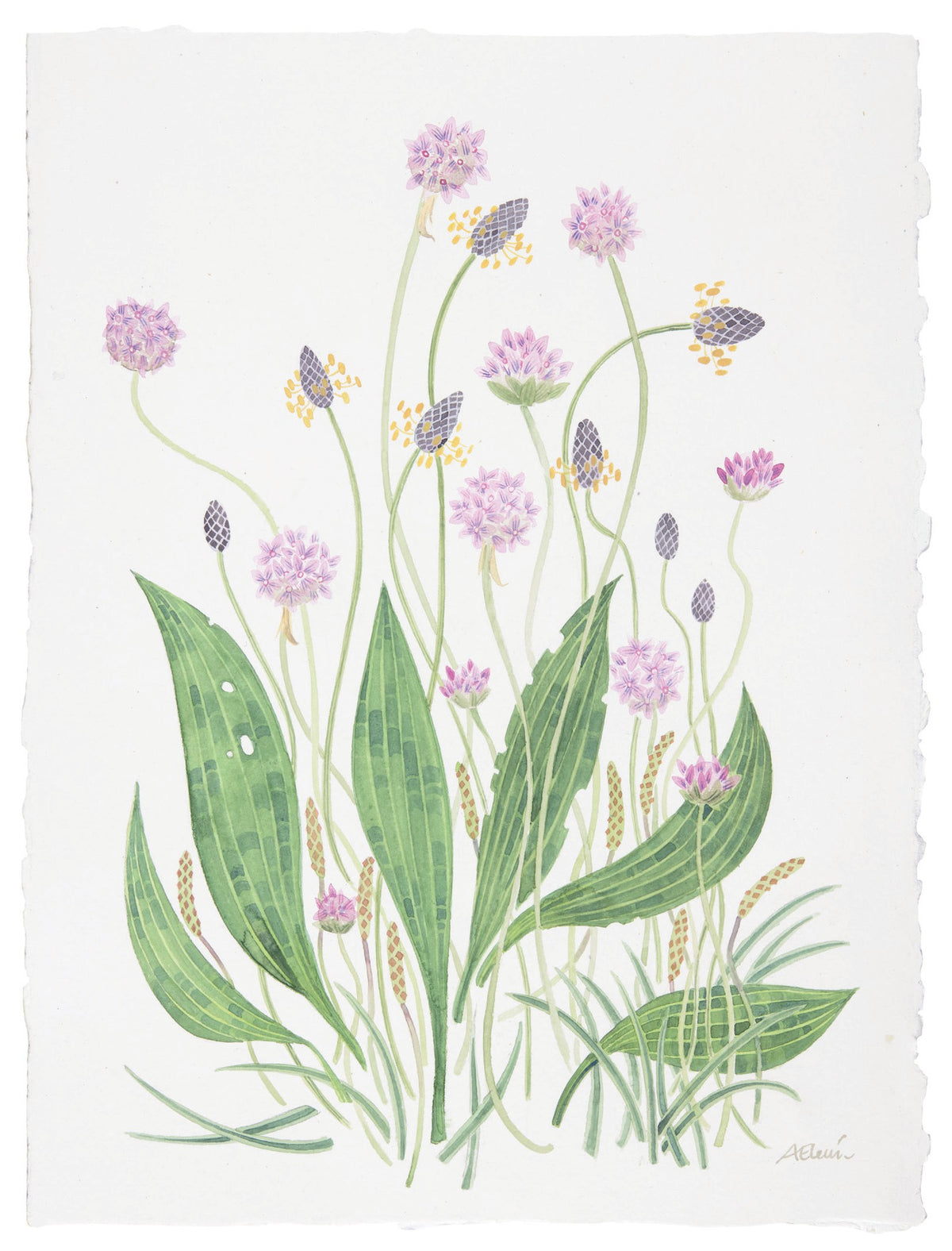 Machair Study with Plantains and Thrift – watercolour by Angie Lewin