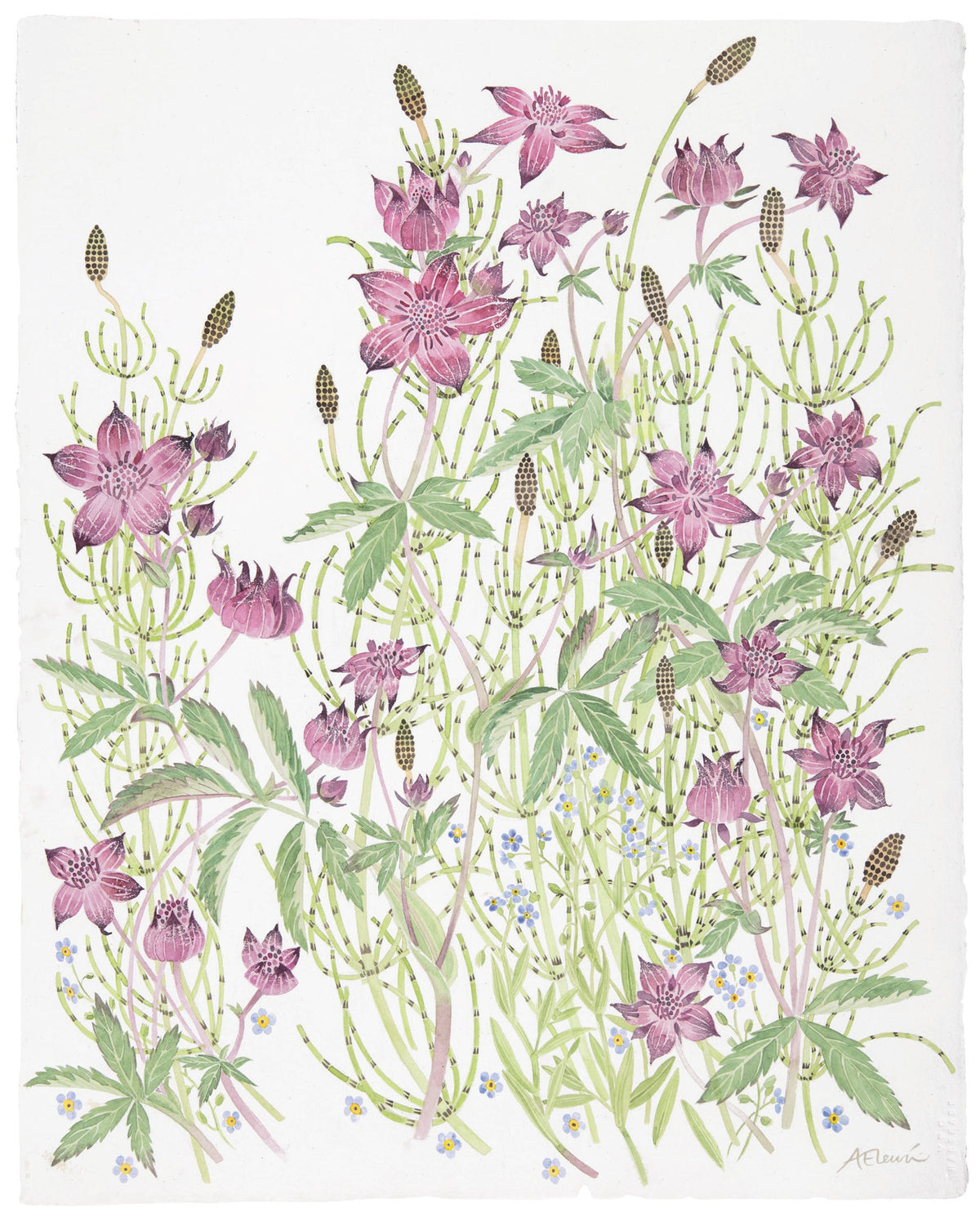 Marsh Cinquefoil with Horsetail – watercolour by Angie Lewin