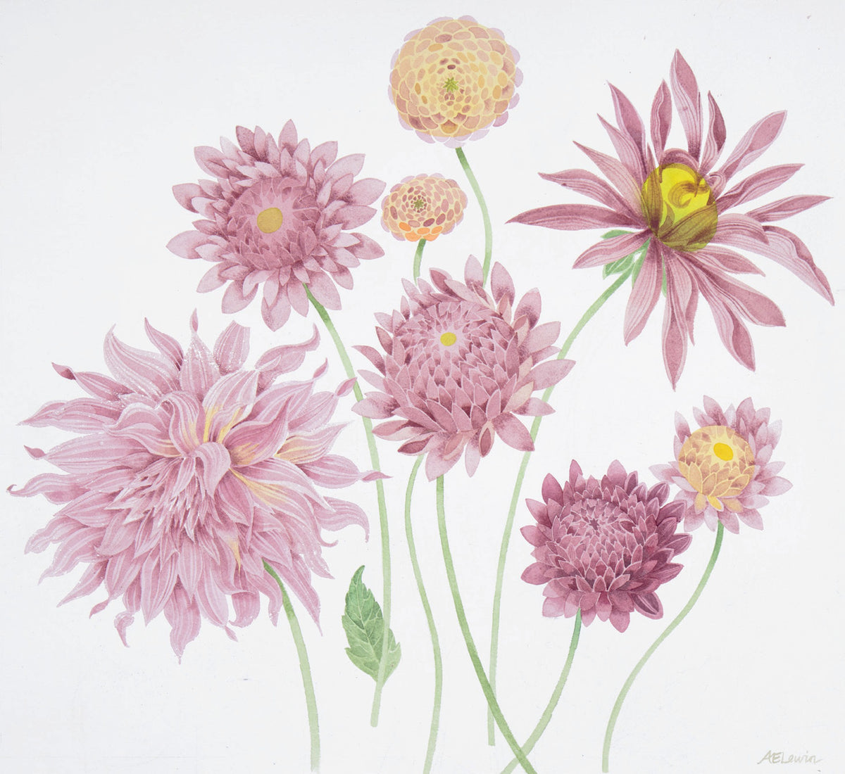 November, Last of the Dahlias – watercolour by Angie Lewin