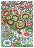 Pelargonium - framed - 7/125