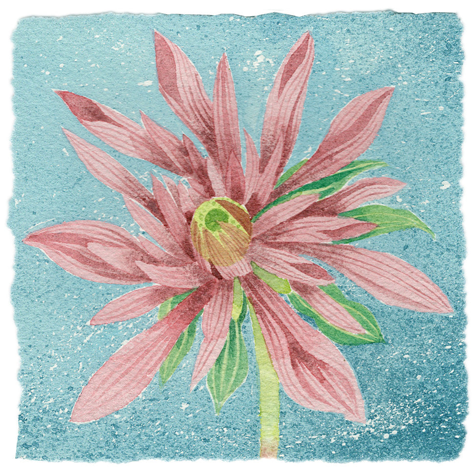 Pink Dahlia, Blue - Angie Lewin - printmaker and painter
