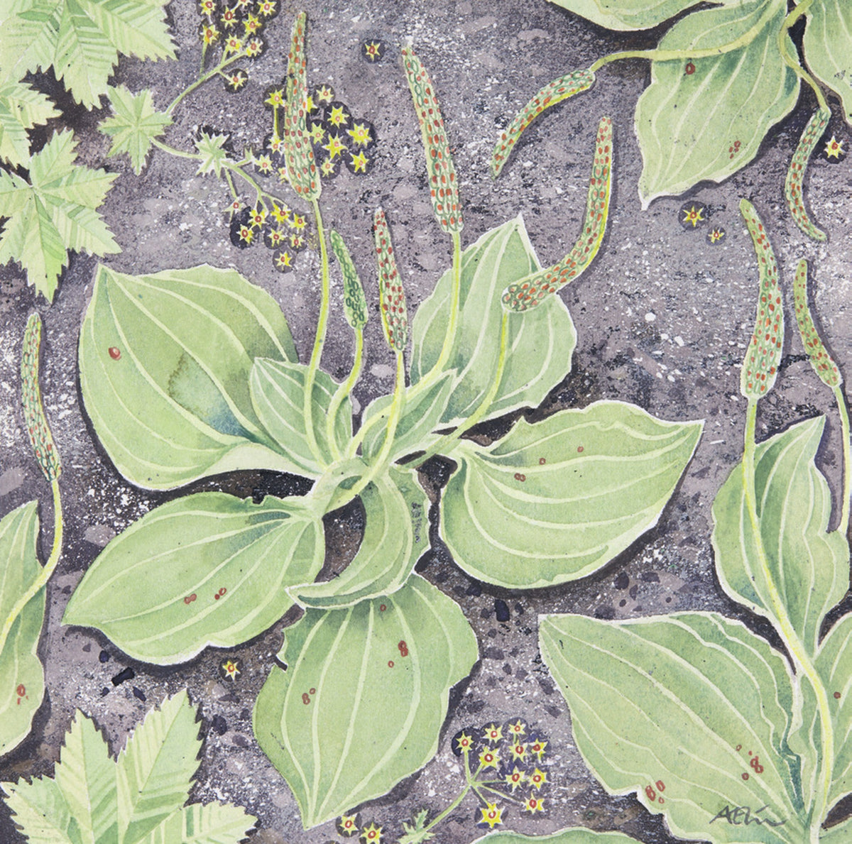 Plantain and Lady’s Mantle – watercolour by Angie Lewin
