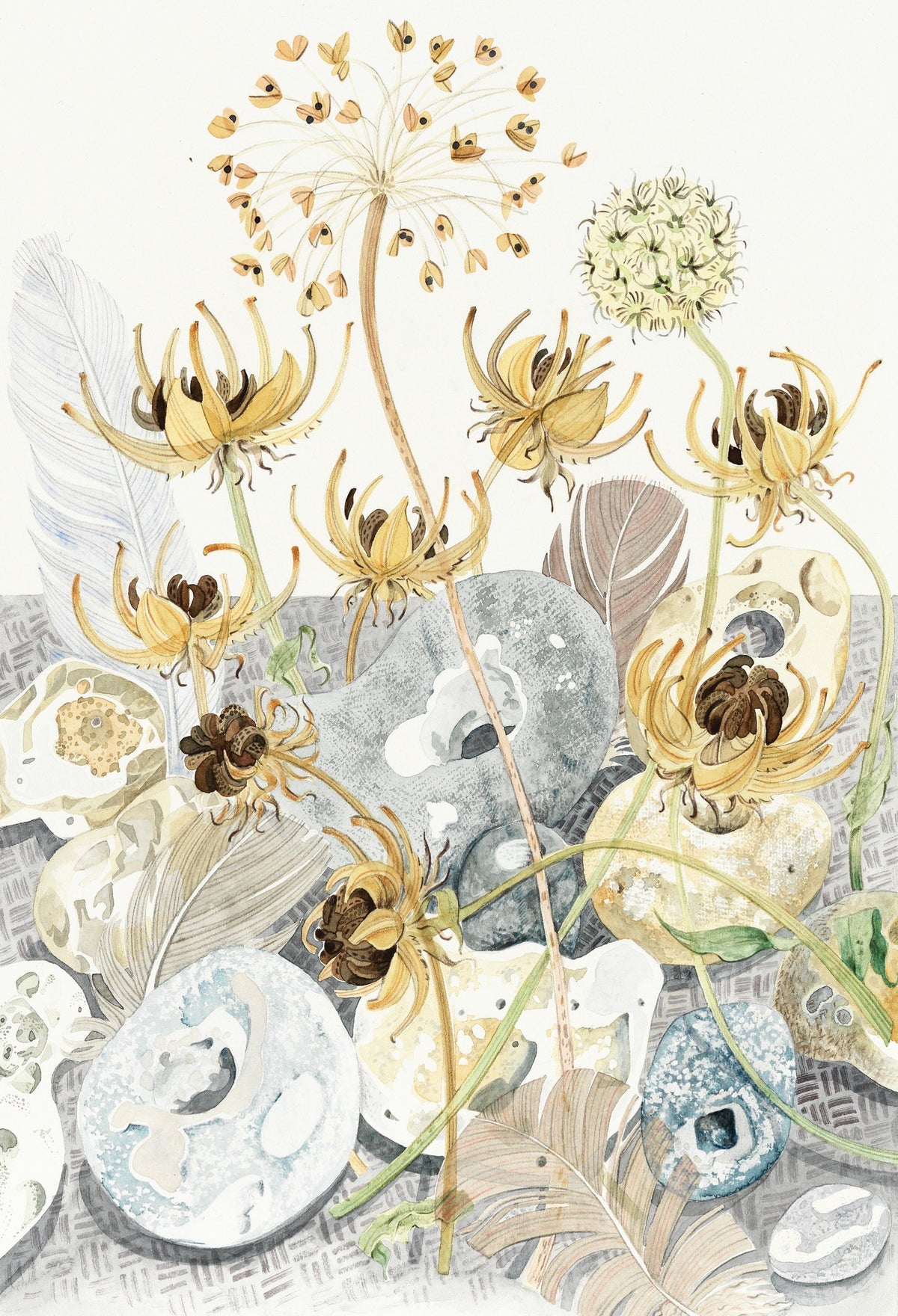 Seedheads and Hagstones – watercolour by Angie Lewin