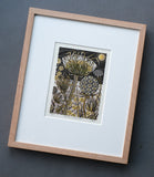 Spanish Seedheads - framed - Angie Lewin - printmaker and painter
