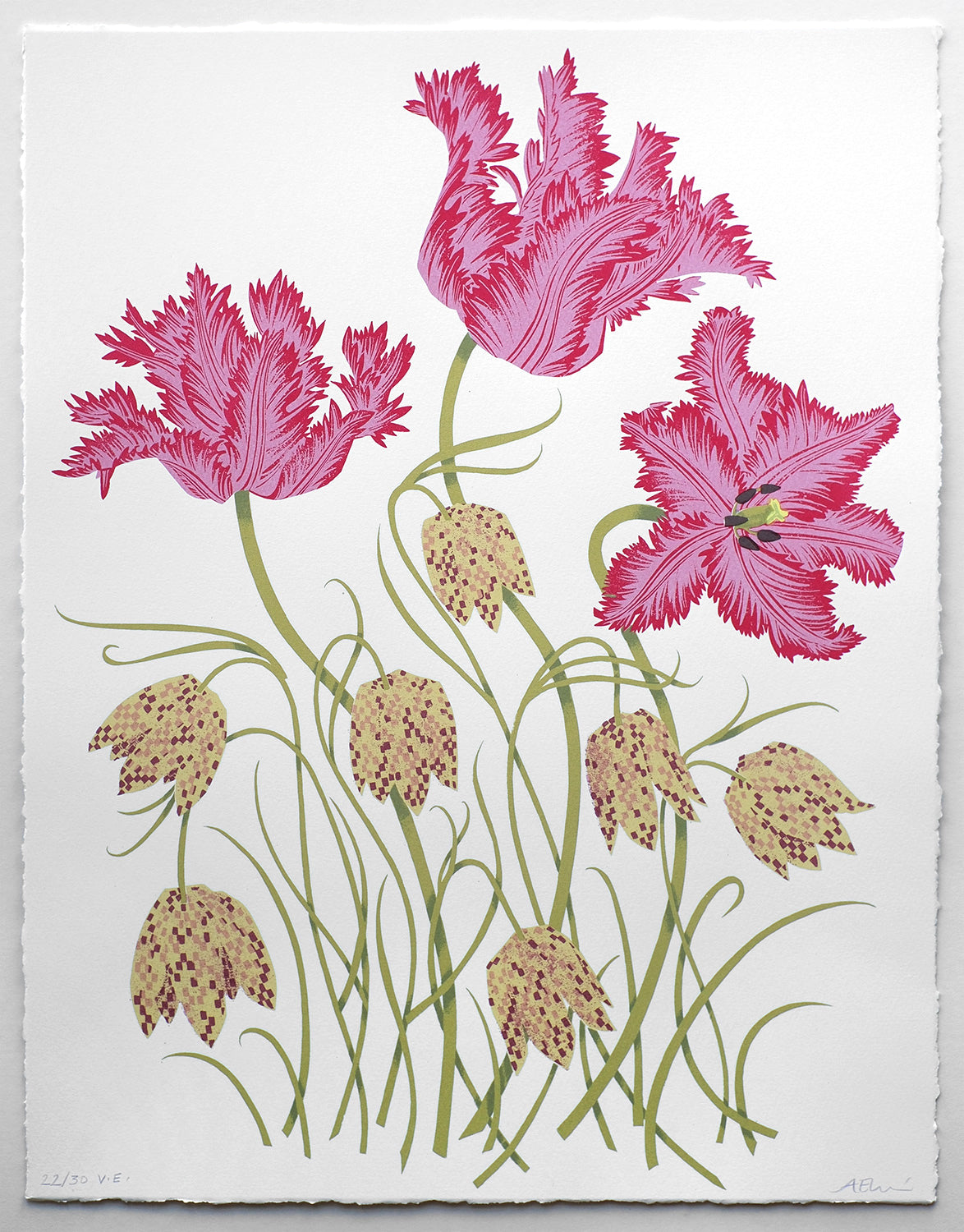 Tulips and Fritillaries No. 22 of 30
