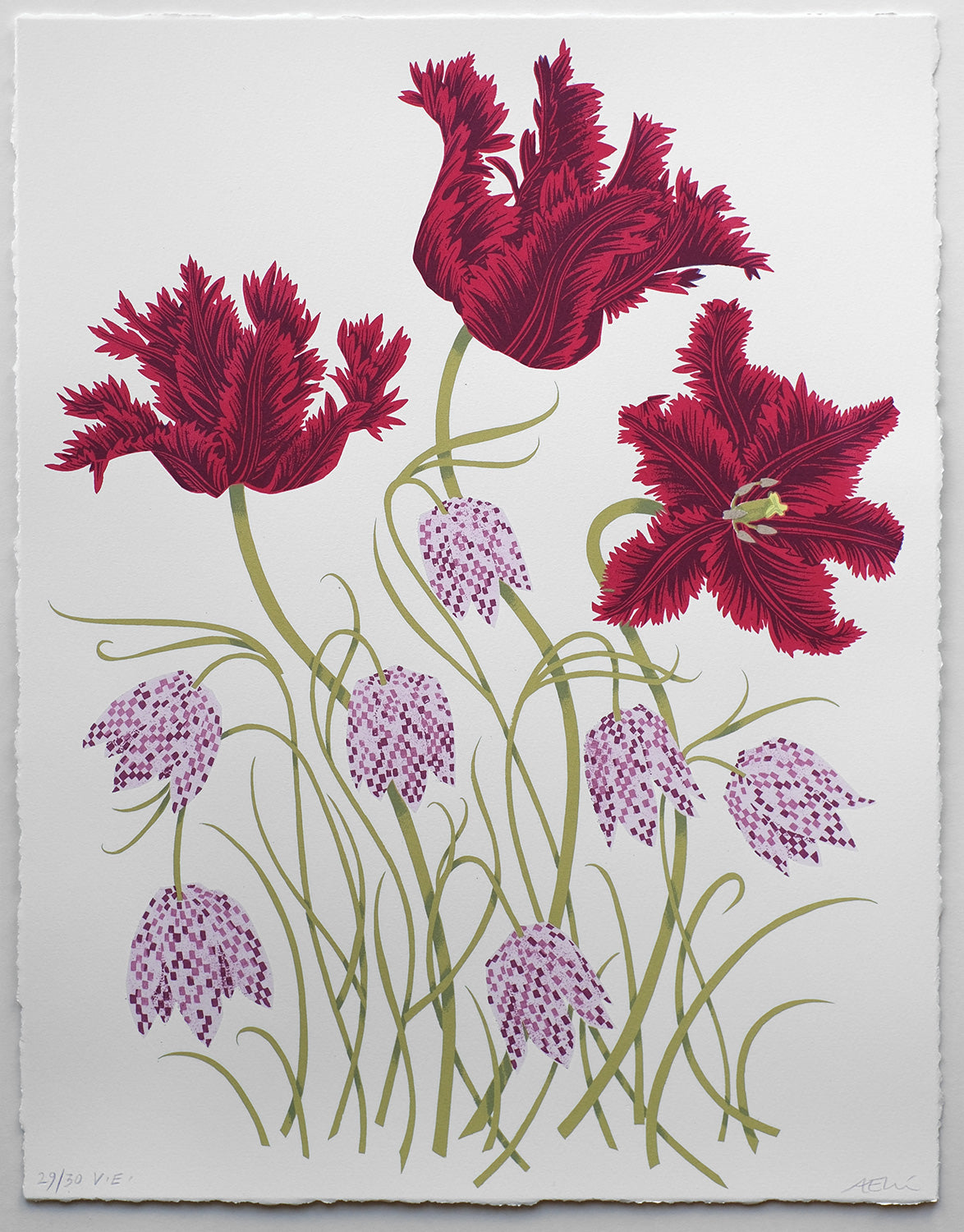 Tulips and Fritillaries No. 29 of 30 - Angie Lewin - printmaker and painter