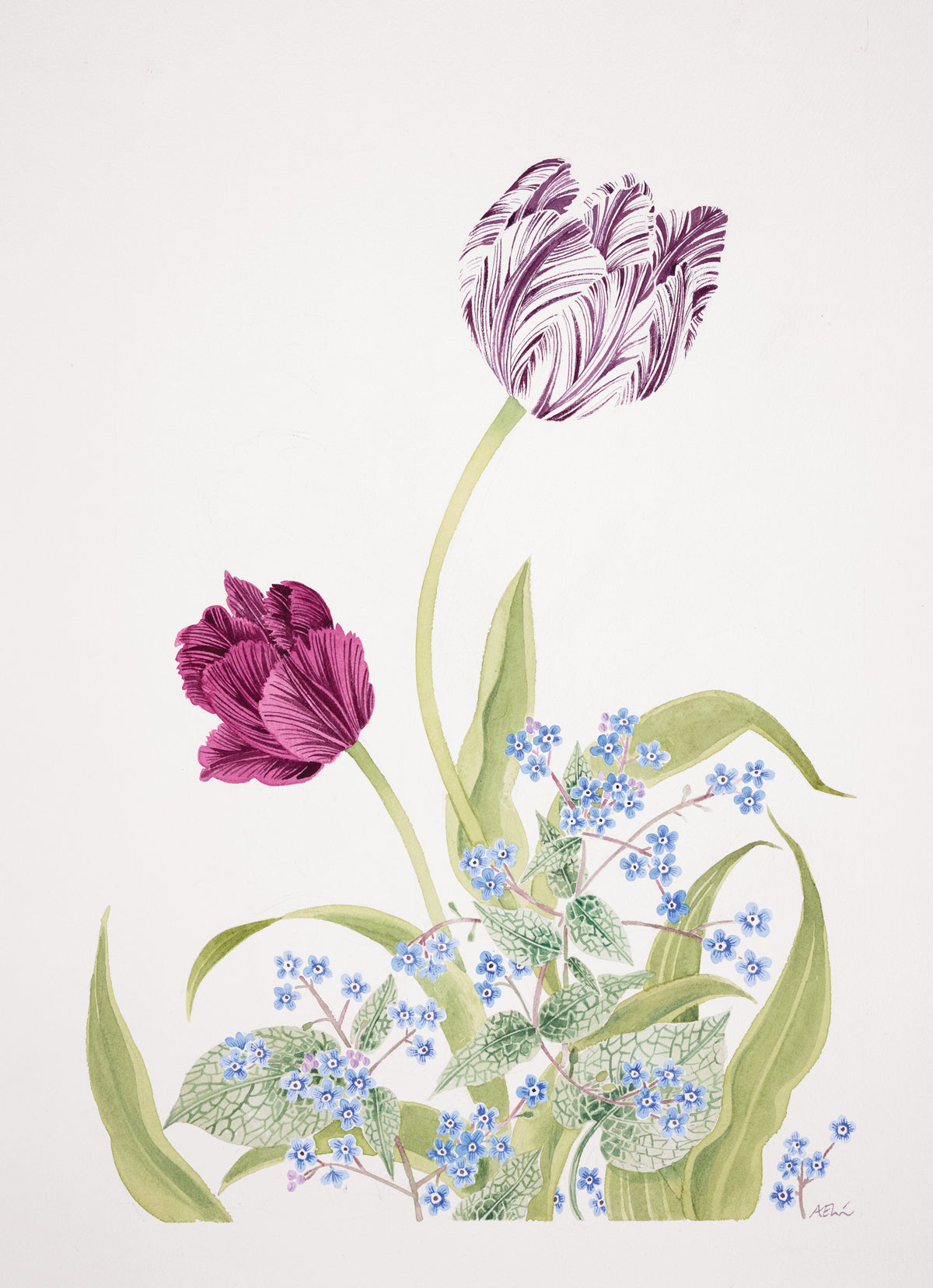 Tulips and Brunnera – watercolour by Angie Lewin