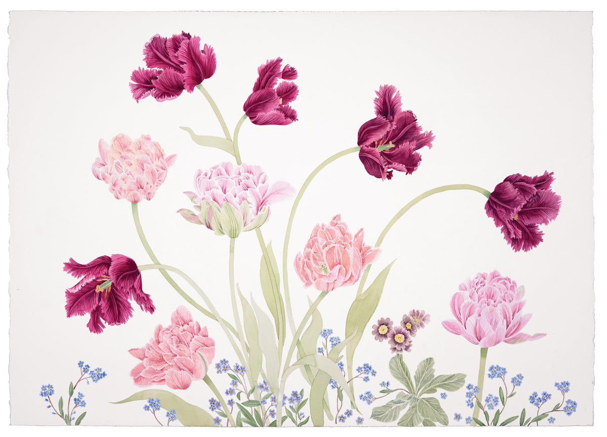 Tulips and Late Auricula – watercolour by Angie Lewin