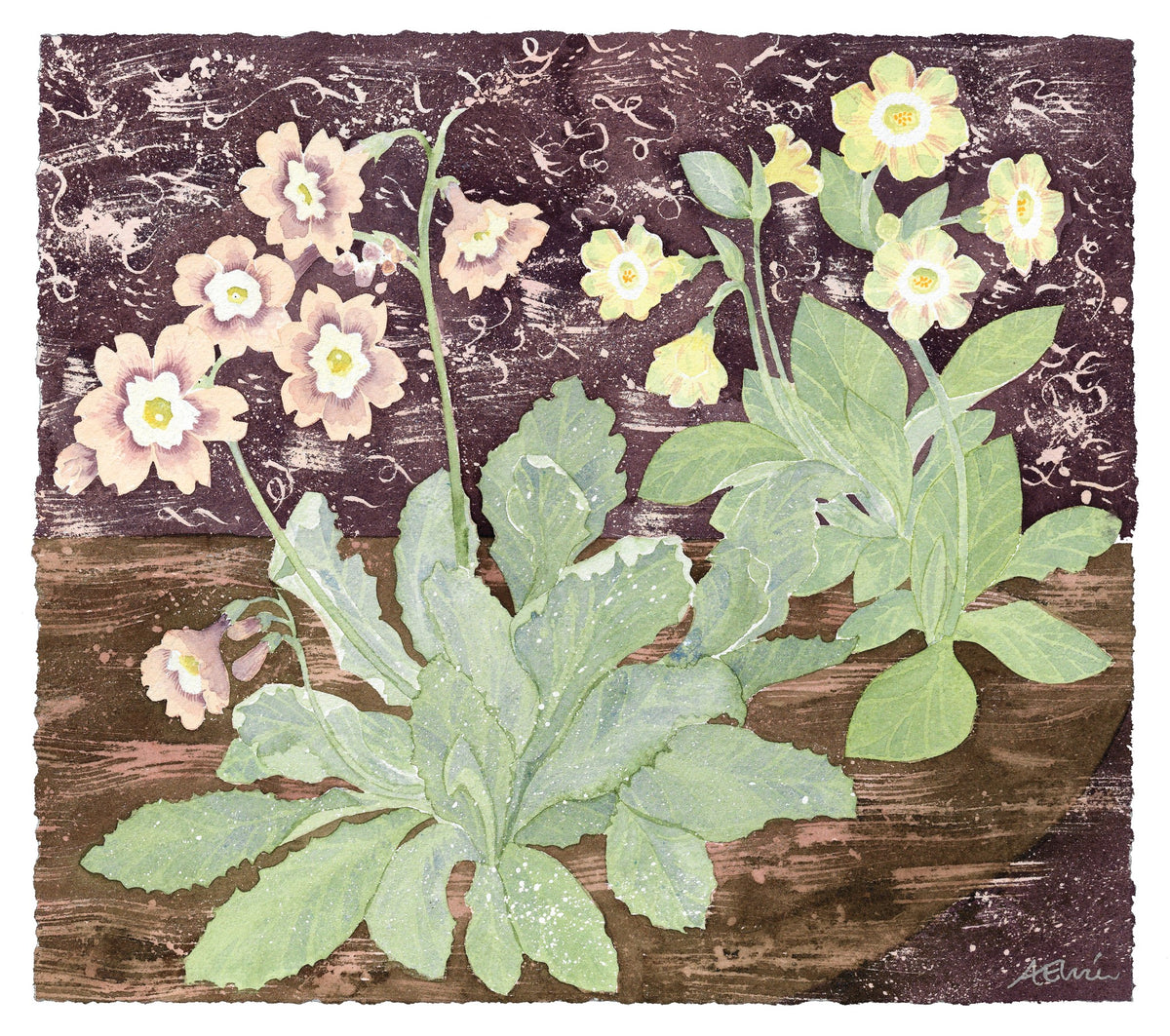 Two Pale Auriculas – watercolour by Angie Lewin