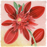 Red Dahlia, Pink - Angie Lewin - printmaker and painter