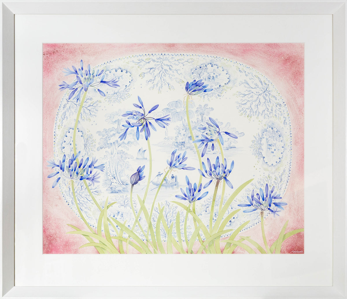 Agapanthus, Blue Platter
