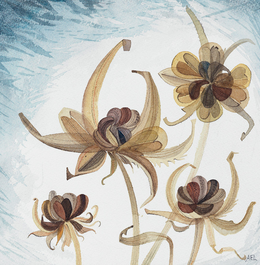 Calendula Study, Dark Sky - Angie Lewin - printmaker and painter