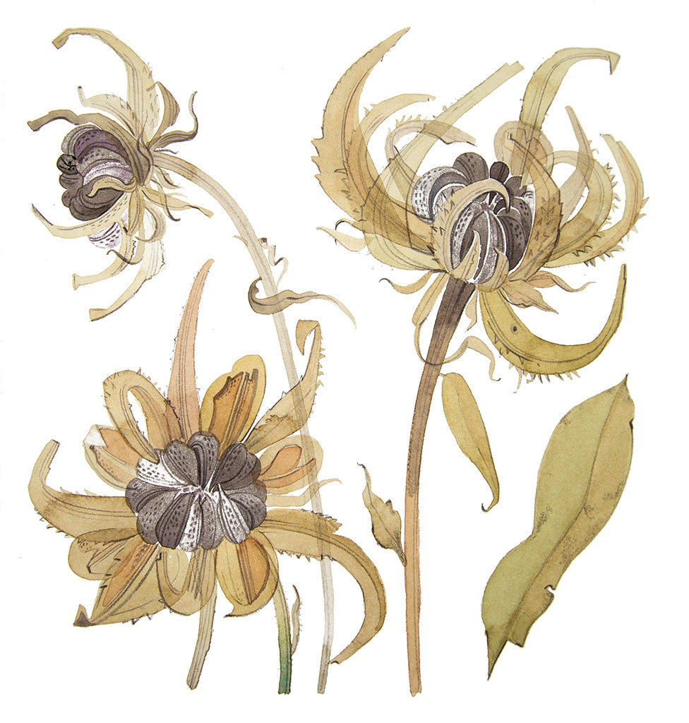 Calendula Study I - Angie Lewin - printmaker and painter