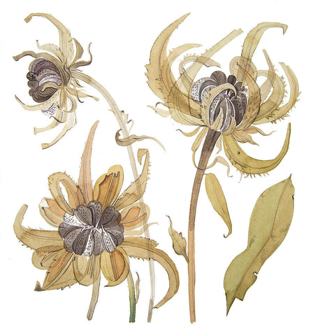 Calendula Study I