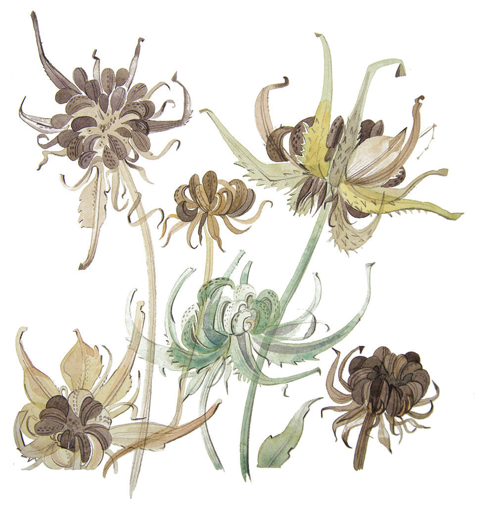 Calendula Study II - Angie Lewin - printmaker and painter