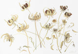 Calendula Study III - Angie Lewin - printmaker and painter