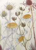 Coneflower with Spanish Seedheads - Angie Lewin - printmaker and painter