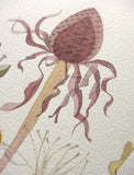 Coneflower with Spanish Seedheads - Angie Lewin - printmaker and painter
