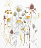 Coneflower with Spanish Seedheads - Angie Lewin - printmaker and painter