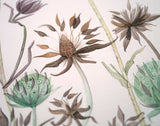 Devil's Bit Scabious Study - Angie Lewin - printmaker and painter