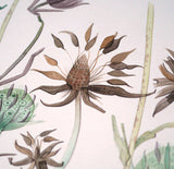 Devil's Bit Scabious Study - Angie Lewin - printmaker and painter
