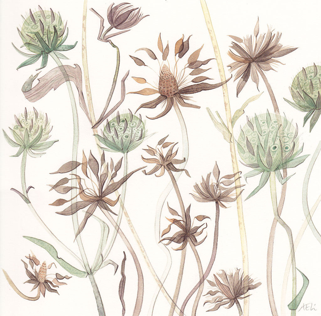 Devil's Bit Scabious Study - Angie Lewin - printmaker and painter