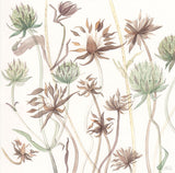 Devil's Bit Scabious Study - Angie Lewin - printmaker and painter