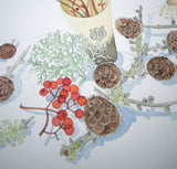 Lichen and Larch - Angie Lewin - printmaker and painter