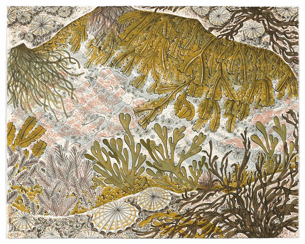 Rockpool, screenprint by Angie Lewin